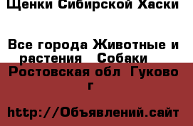 Щенки Сибирской Хаски - Все города Животные и растения » Собаки   . Ростовская обл.,Гуково г.